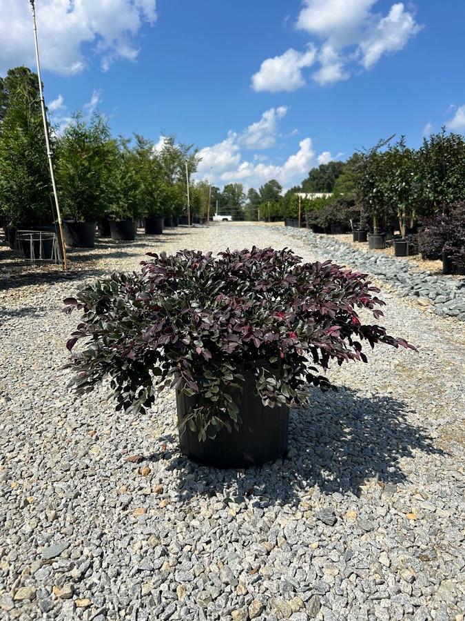 Loropetalum chinense var. rubrum Crimson Fire™