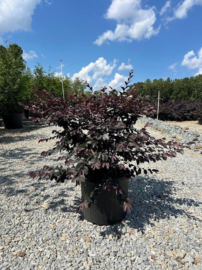 Loropetalum chinense Dark Fire