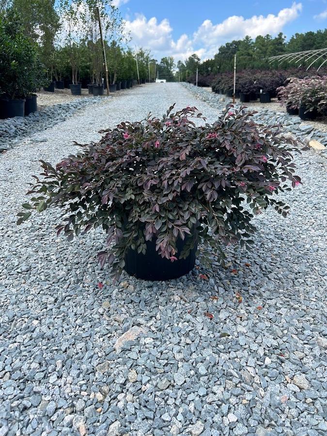 Loropetalum chinense var. rubrum Daruma