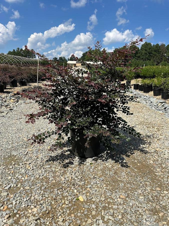 Loropetalum chinense Ruby