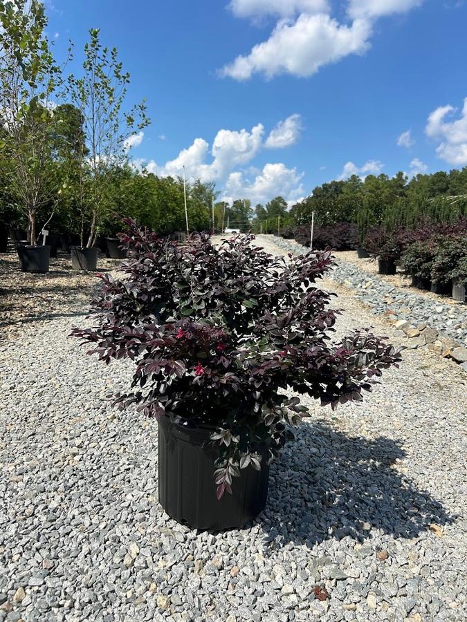 Loropetalum chinense Cerise Charm
