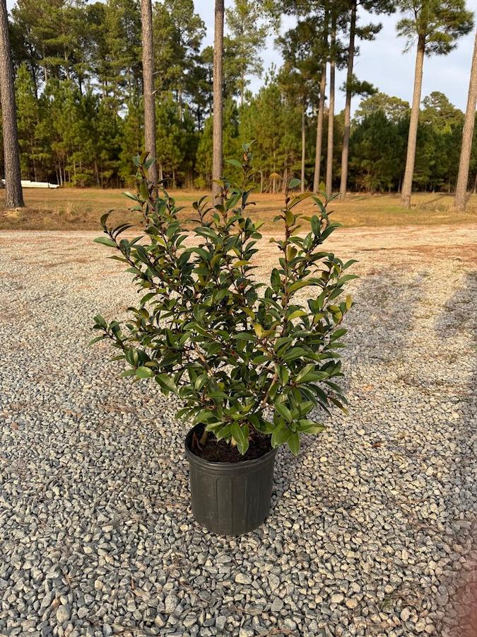 Magnolia Serendipity