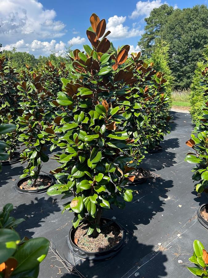 Magnolia grandiflora Teddy Bear®