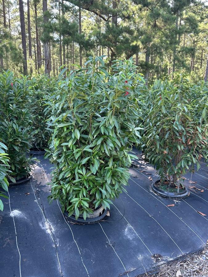 Prunus laurocerasus 'West Coast Schipkaensis'