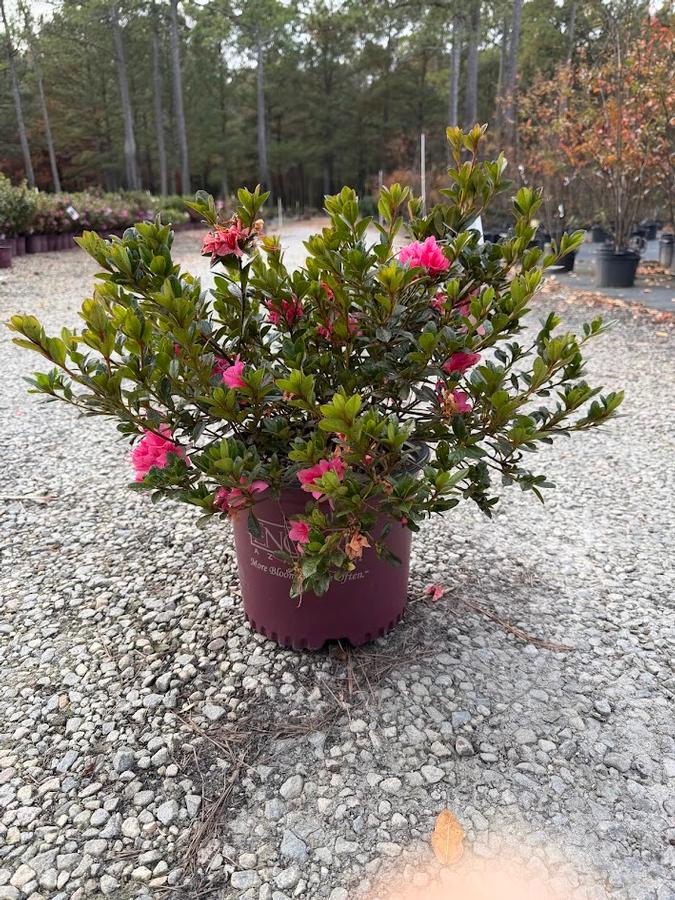 Rhododendron Encore&reg; Autumn Cheer&reg;