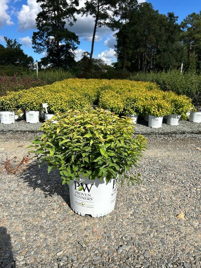 Spiraea japonica Double Play® Candy Corn®