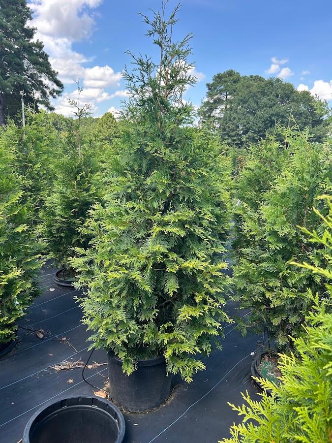 Thuja plicata 'Green Giant'