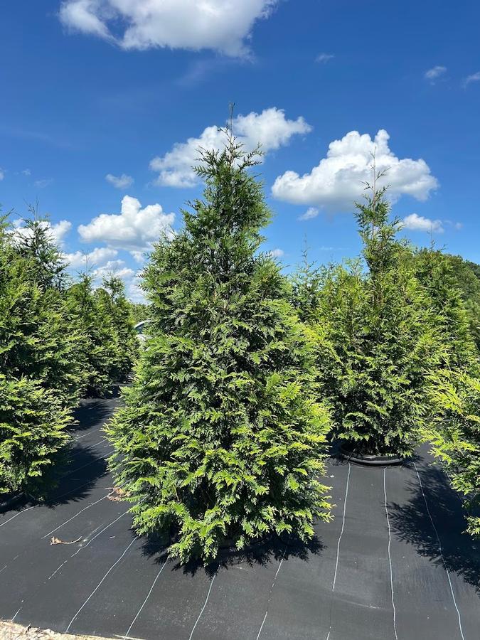 Thuja plicata 'Green Giant'