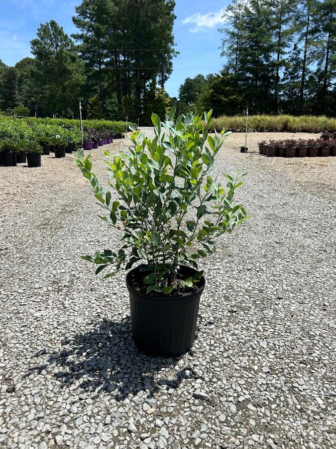 Vaccinium ashei Powder Blue