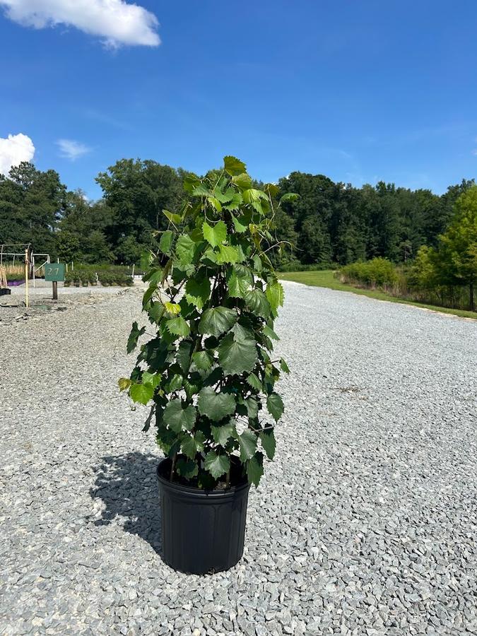 Vitis rotundifolia Jumbo