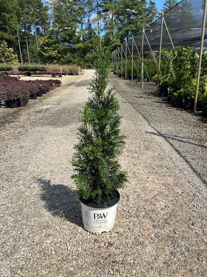 Thuja occidentalis Full Speed a Hedge® Thin Man®