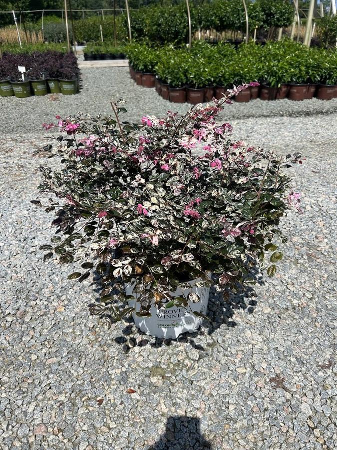 Loropetalum chinense Jazz Hands Variegated®