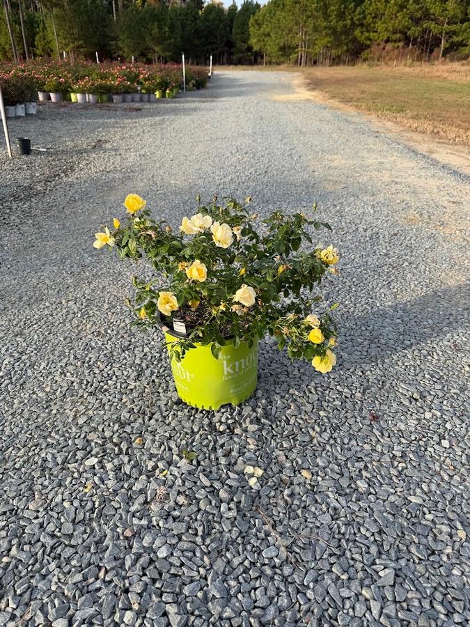 Rosa Knock Out&reg; Easy Bee-zy&trade;