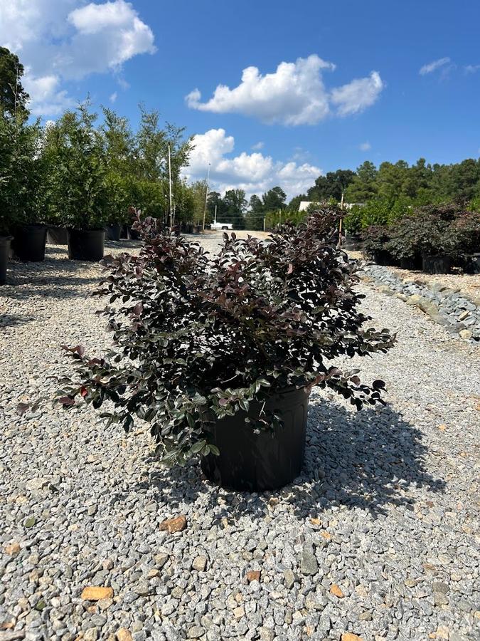 Acer palmatum var. dissectum Ever Red