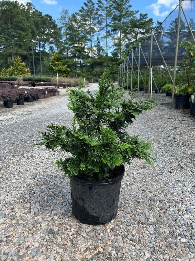 Chamaecyparis obtusa Nana Gracilis