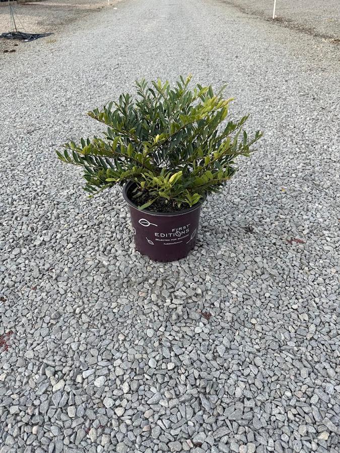 Distylium Swing Low&reg;