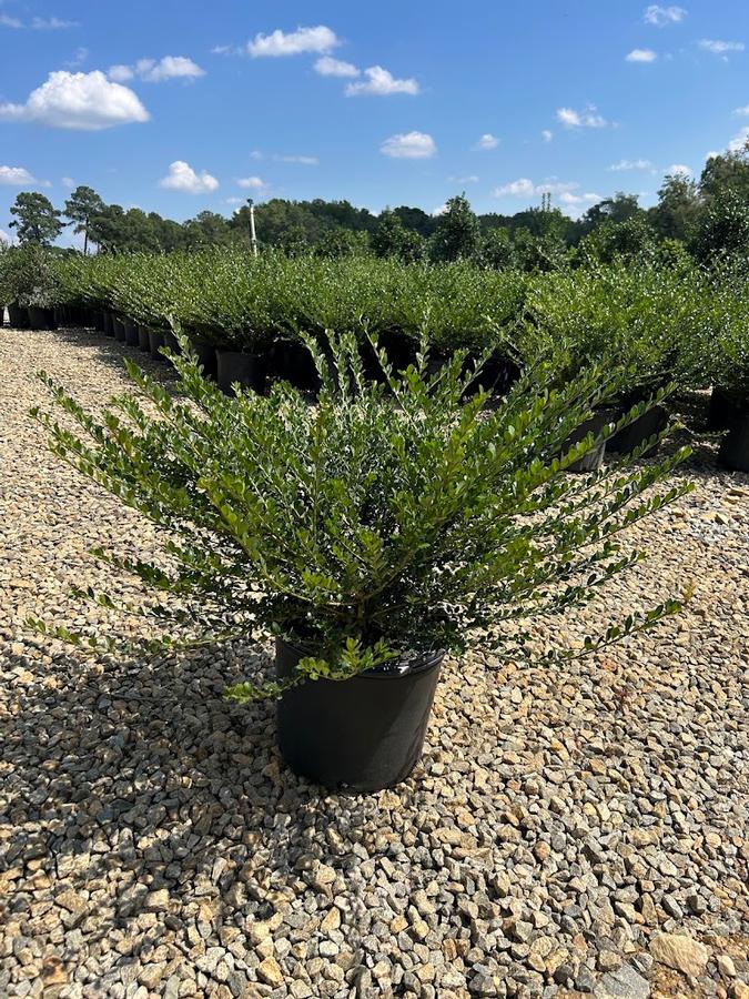 Ilex crenata Compacta