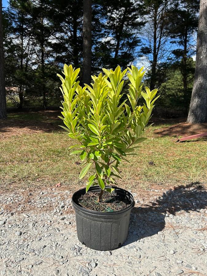 Illicium parviflorum Florida Sunshine