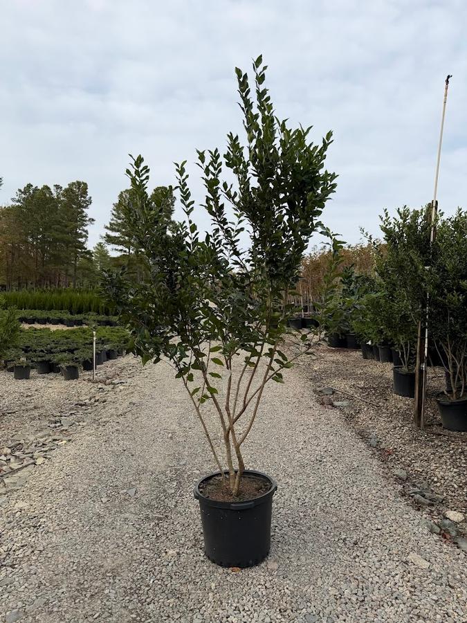 Ligustrum japonicum Recurvifolium