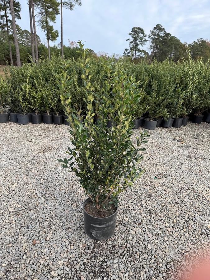 Ligustrum japonicum Recurvifolium