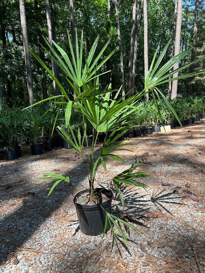 Trachycarpus fortunei 