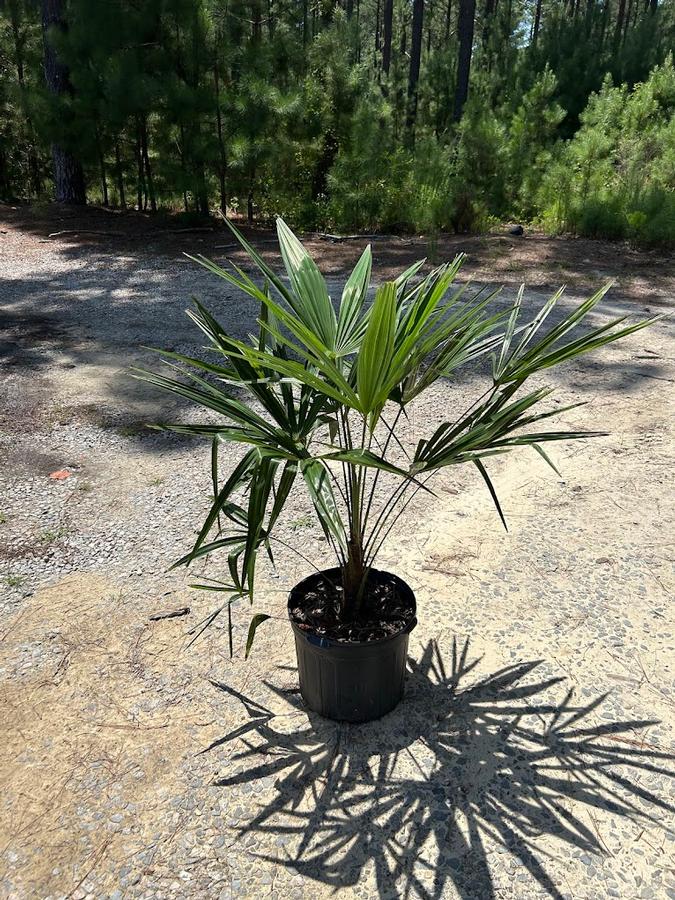 Trachycarpus fortunei 