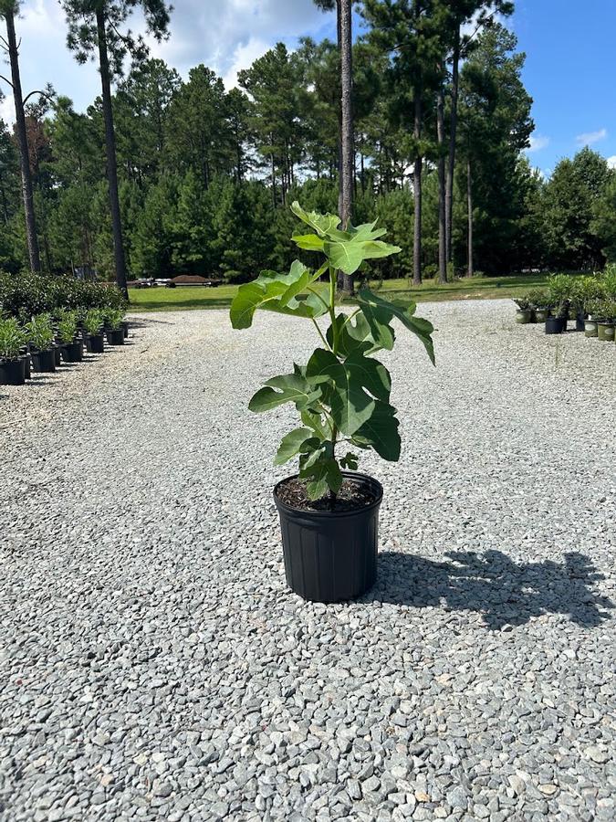 Ficus carica Brown Turkey