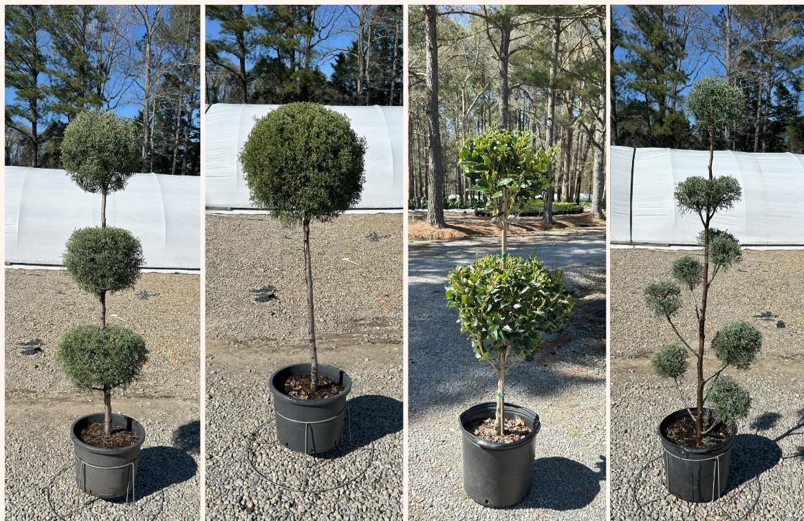 Plant of the Month