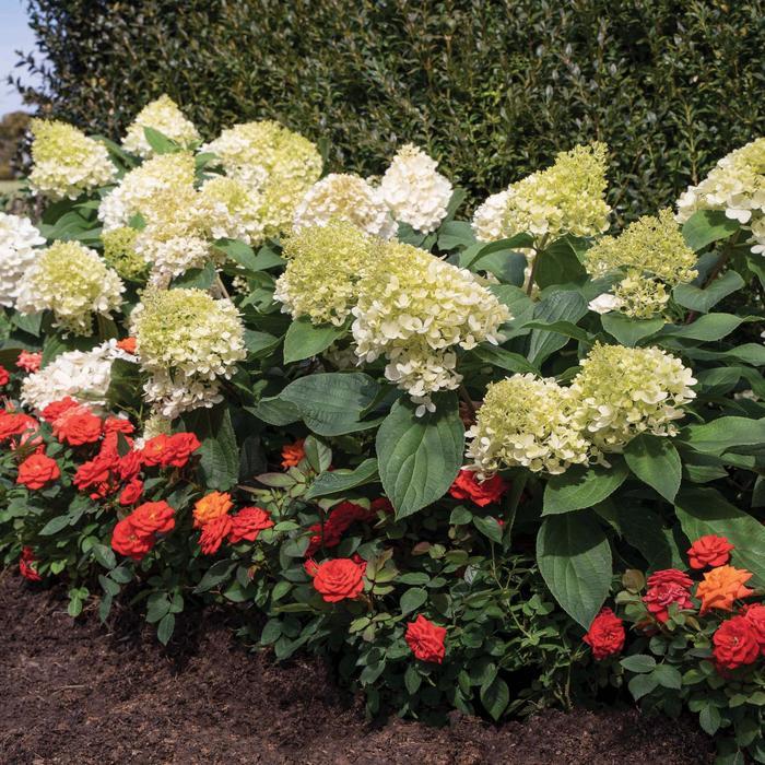 Hydrangea paniculata Sweet Starlight™