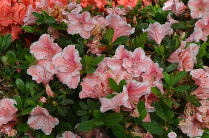 Rhododendron Encore® Autumn Sunburst®