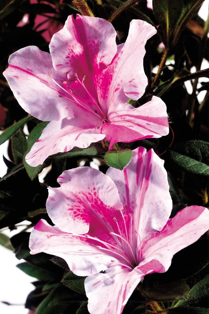 Rhododendron Encore® Autumn Twist®