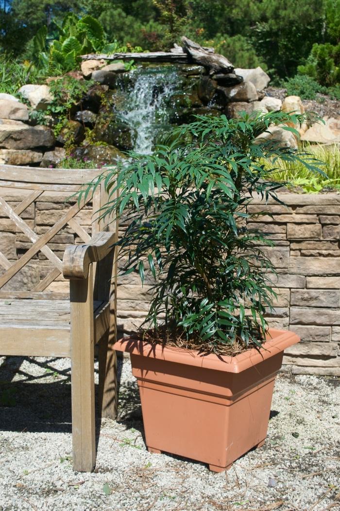 Mahonia confusa Narihira