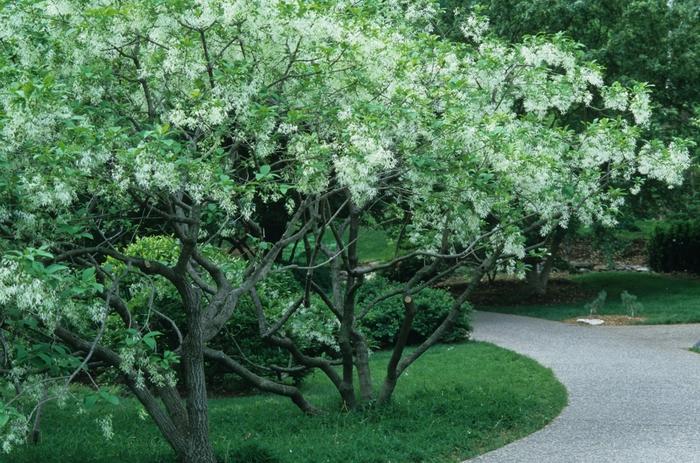Chionanthus virginicus