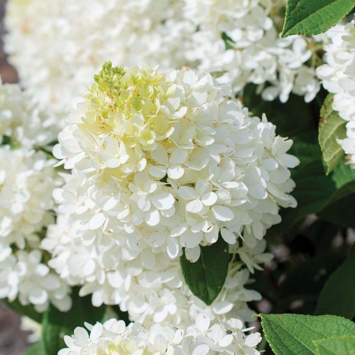 Hydrangea paniculata Sweet Starlight™