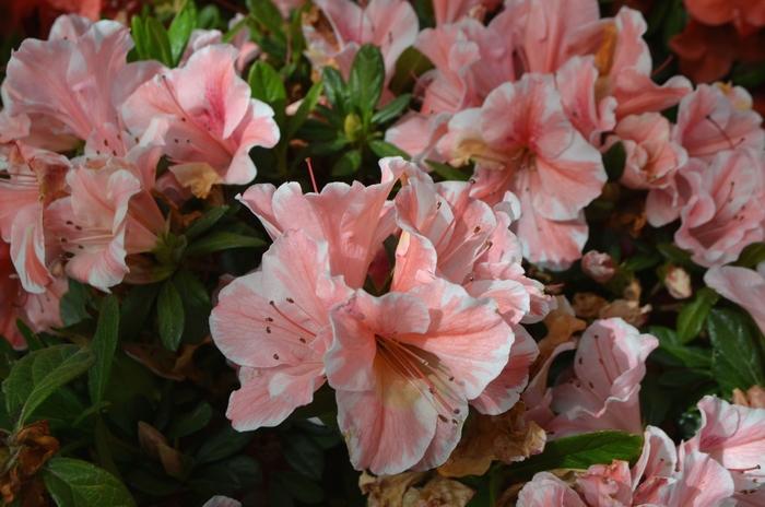 Rhododendron Encore® Autumn Sunburst®