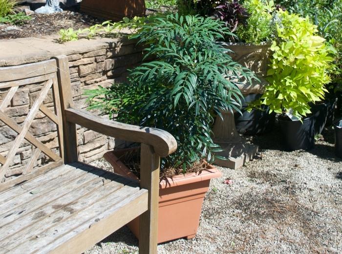 Mahonia confusa Narihira