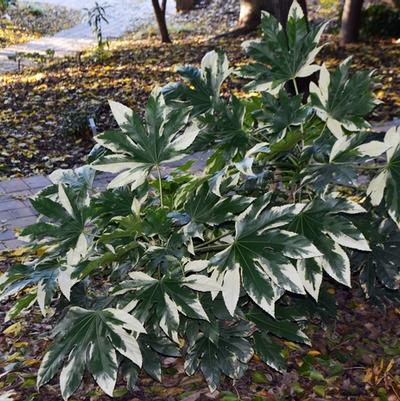 Fatsia japonica Variegata