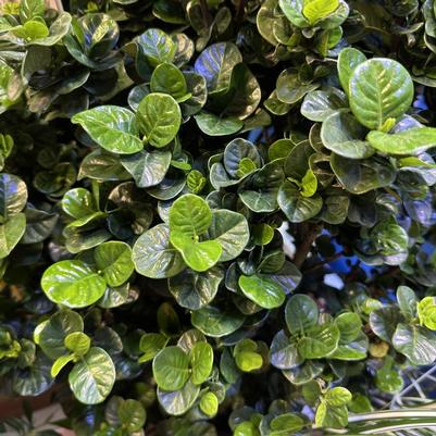 Gardenia Diamond Spire®