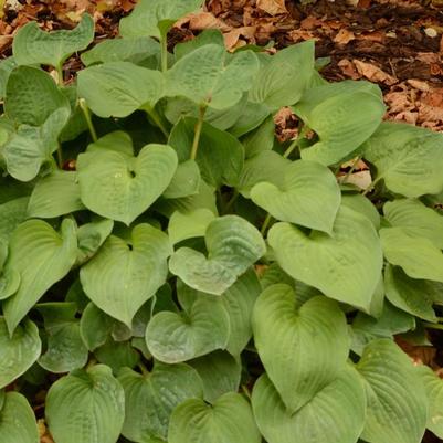 Hosta Blue Cadet