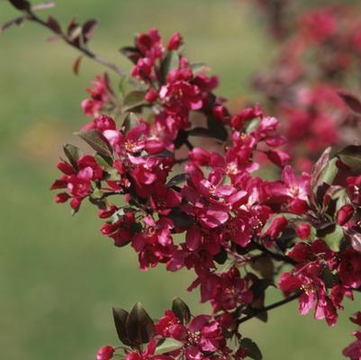 Malus x moerlandsii Profusion