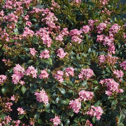 Rhaphiolepis indica La Vida Mas®