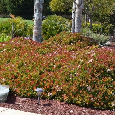 Rhaphiolepis indica Snow White