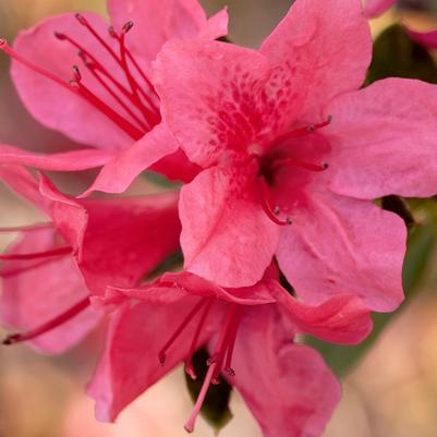 Rhododendron Encore® Autumn Cheer®