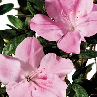 Rhododendron Encore® Autumn Sweetheart®