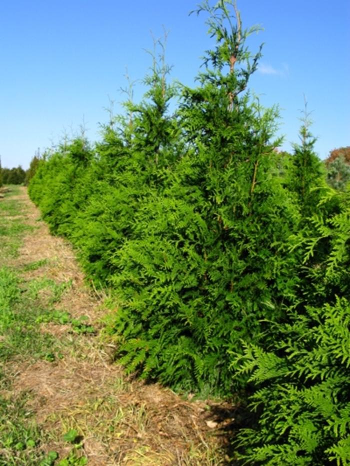 Thuja plicata 'Green Giant'